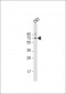 AMPK2 Antibody (Center)